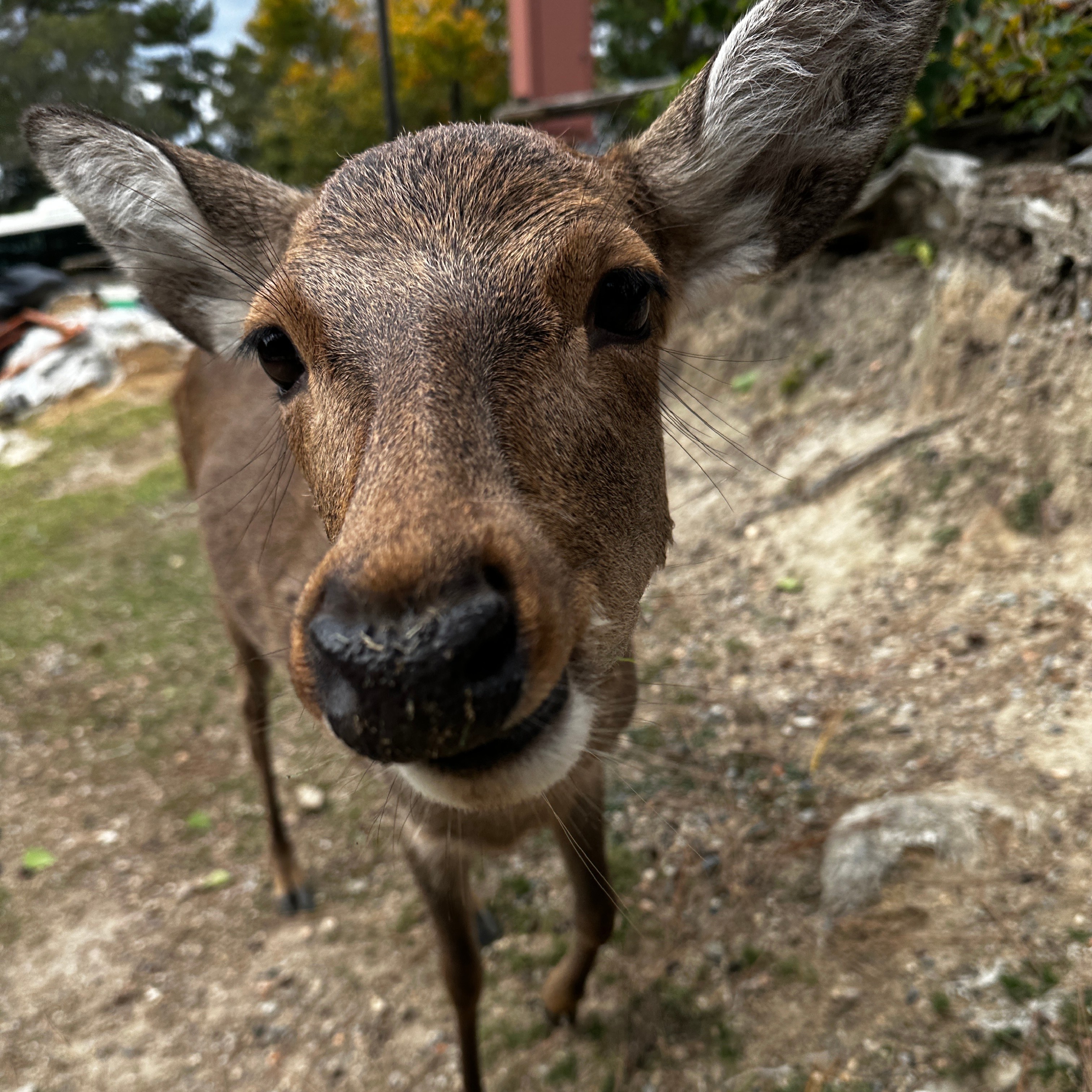 Photograph of Deer between grave markers in Nara, Japan